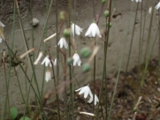 A. autumnalis-