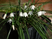 A. nicaeenensis-