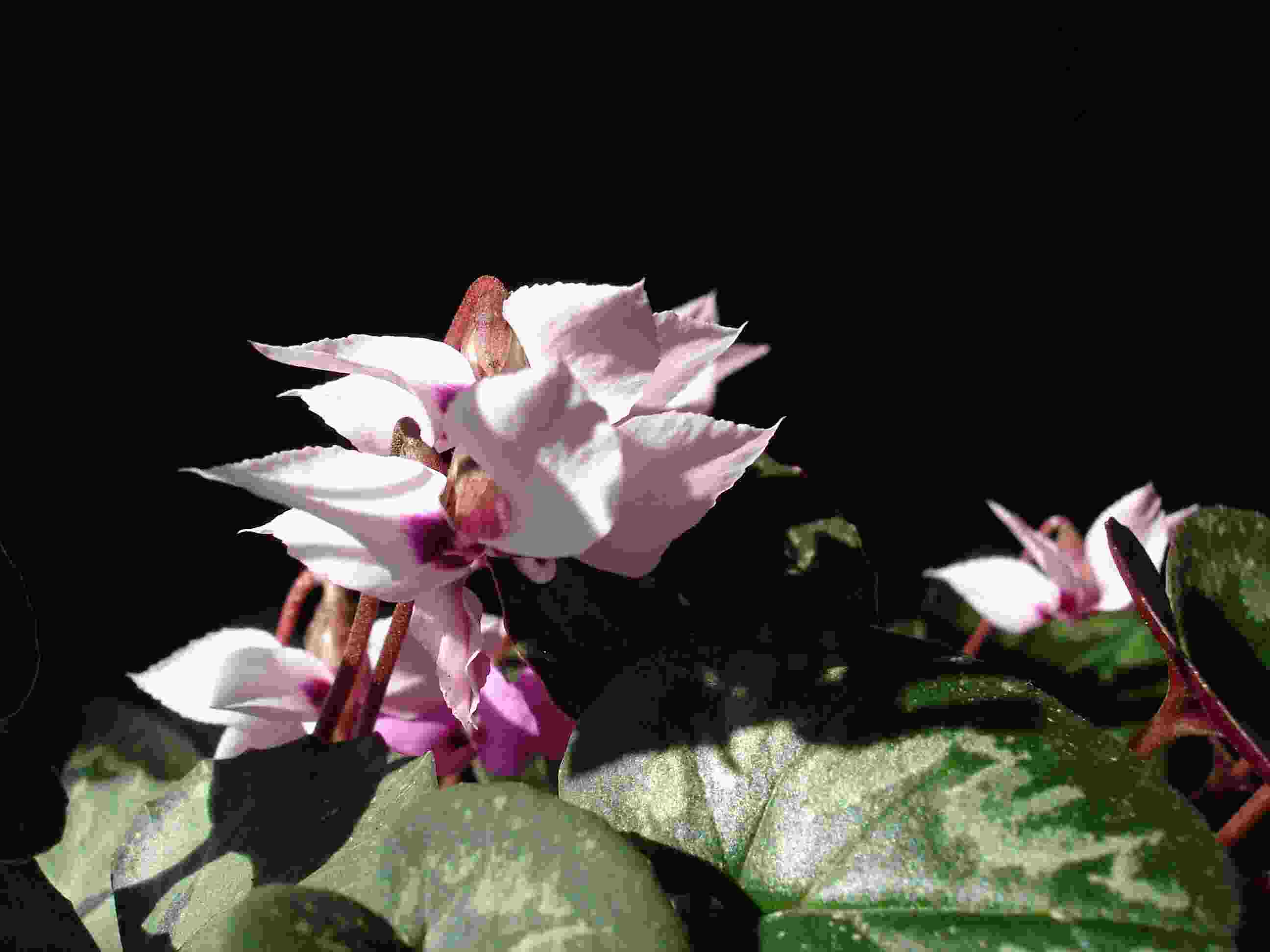 C. alpinum