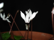 C. balearicum