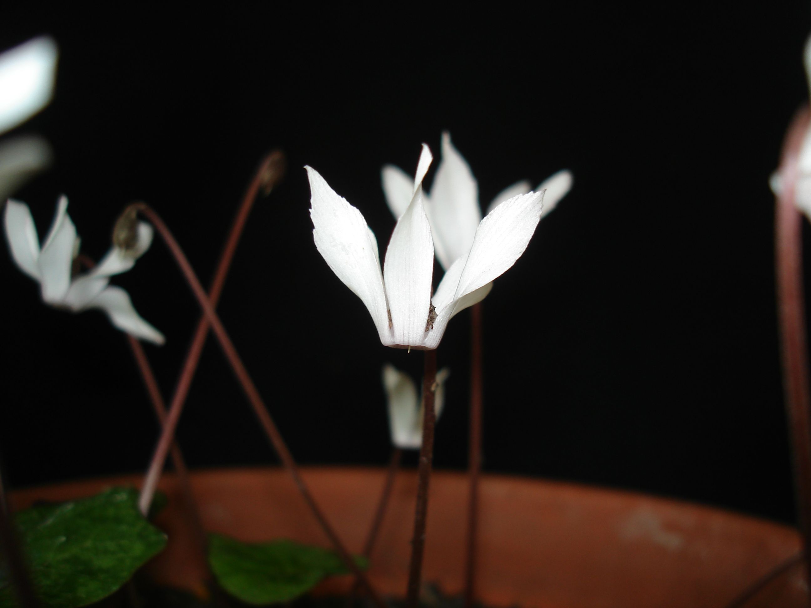 C. balearicum