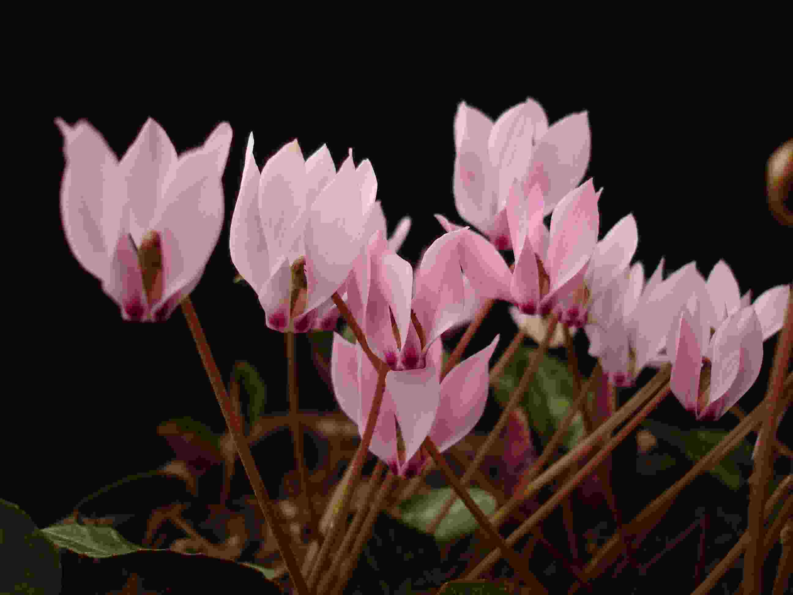 C. cilicium