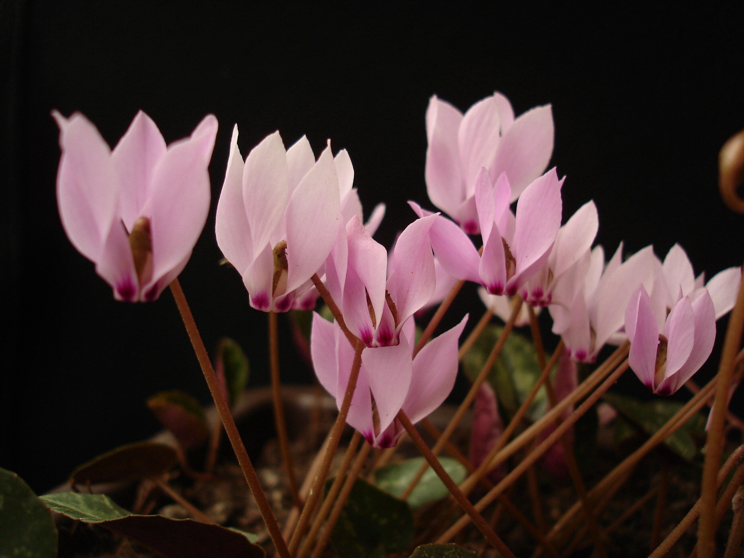 C. cilicium