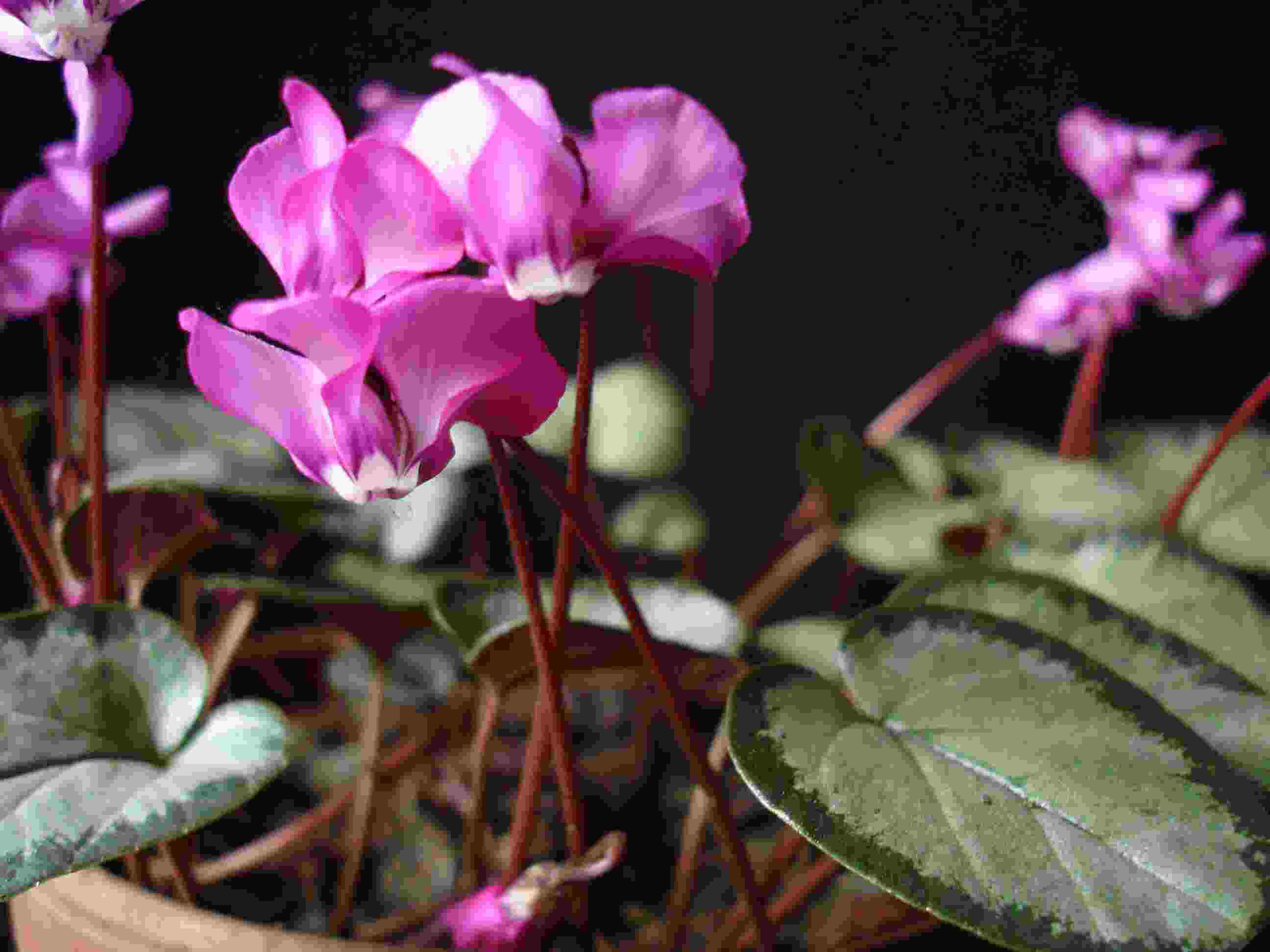 C. coum Silberblatt