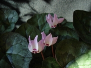 C. libanoticum