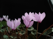 C. mirabile