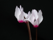 C. persicum