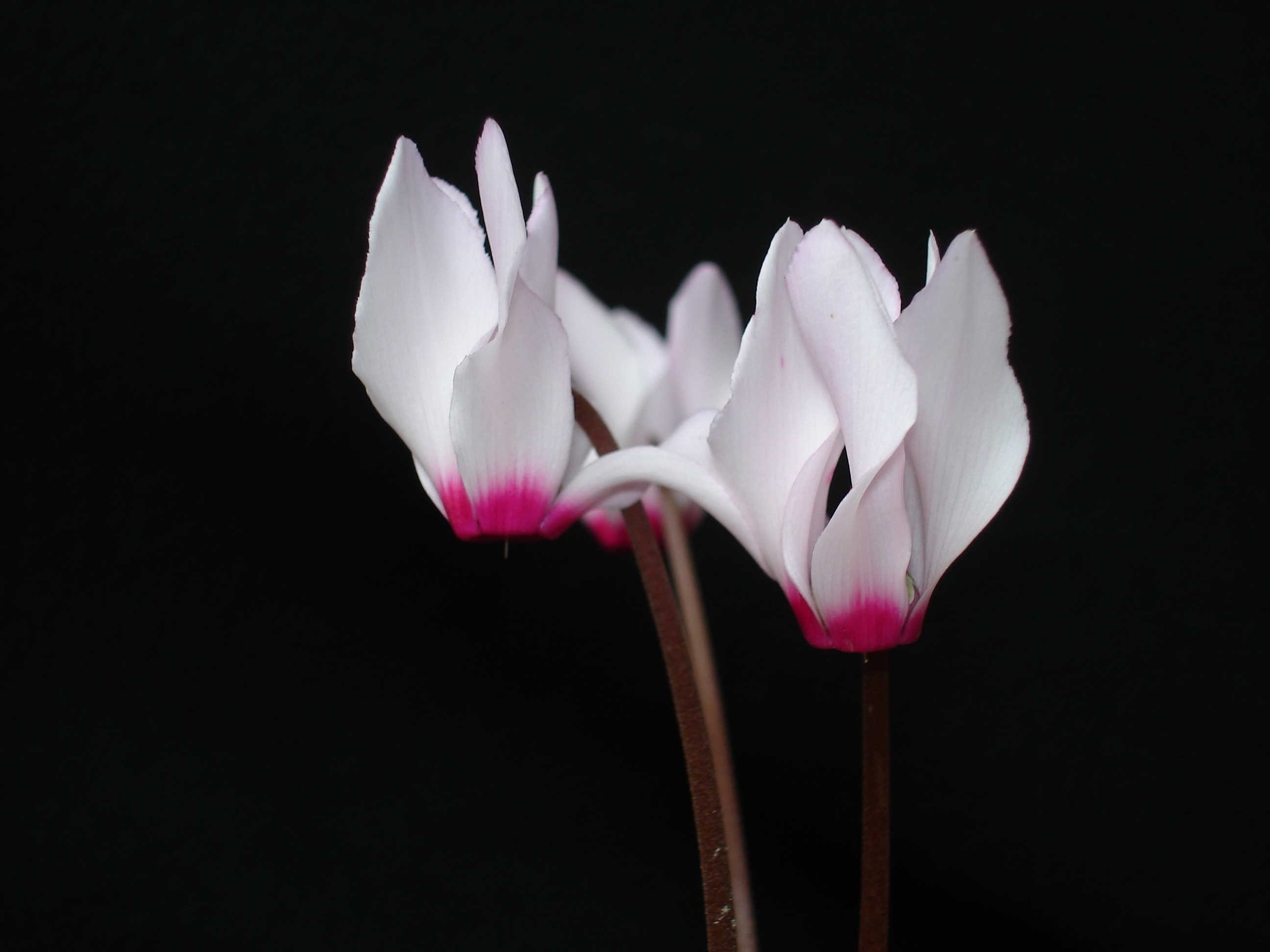 C. persicum