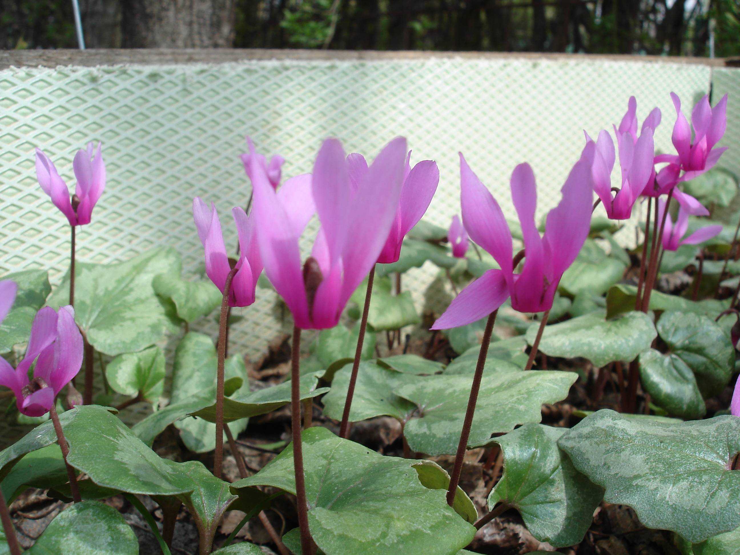 C. repandum