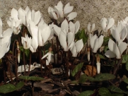 C. cilicium album