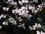 C. coum albissimum