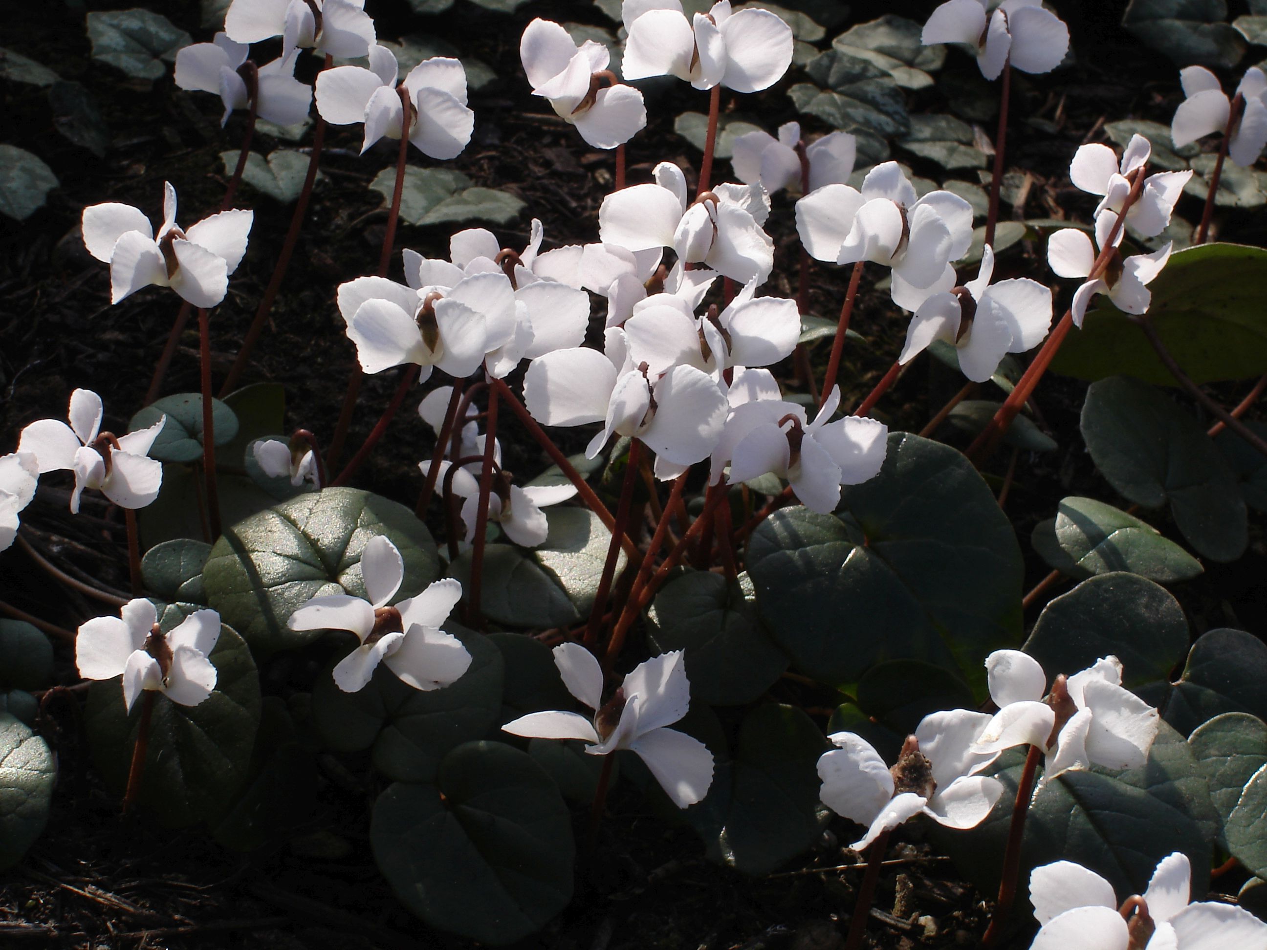 C. coum albissimum