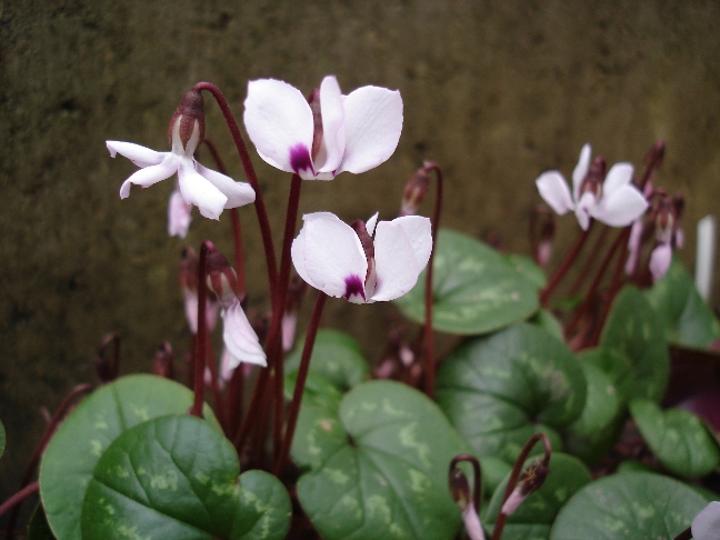 C. coum pallidum