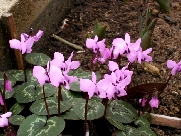C. coum zartrosa