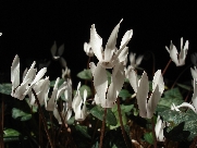 C. creticum