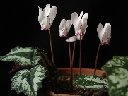 C. cyprium