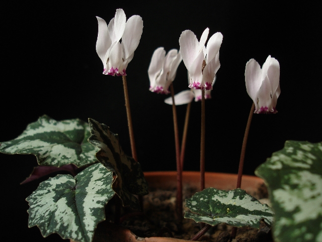 C. cyprium