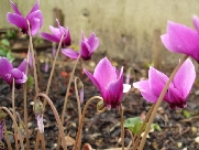 C. hederifolium Ruby Glow