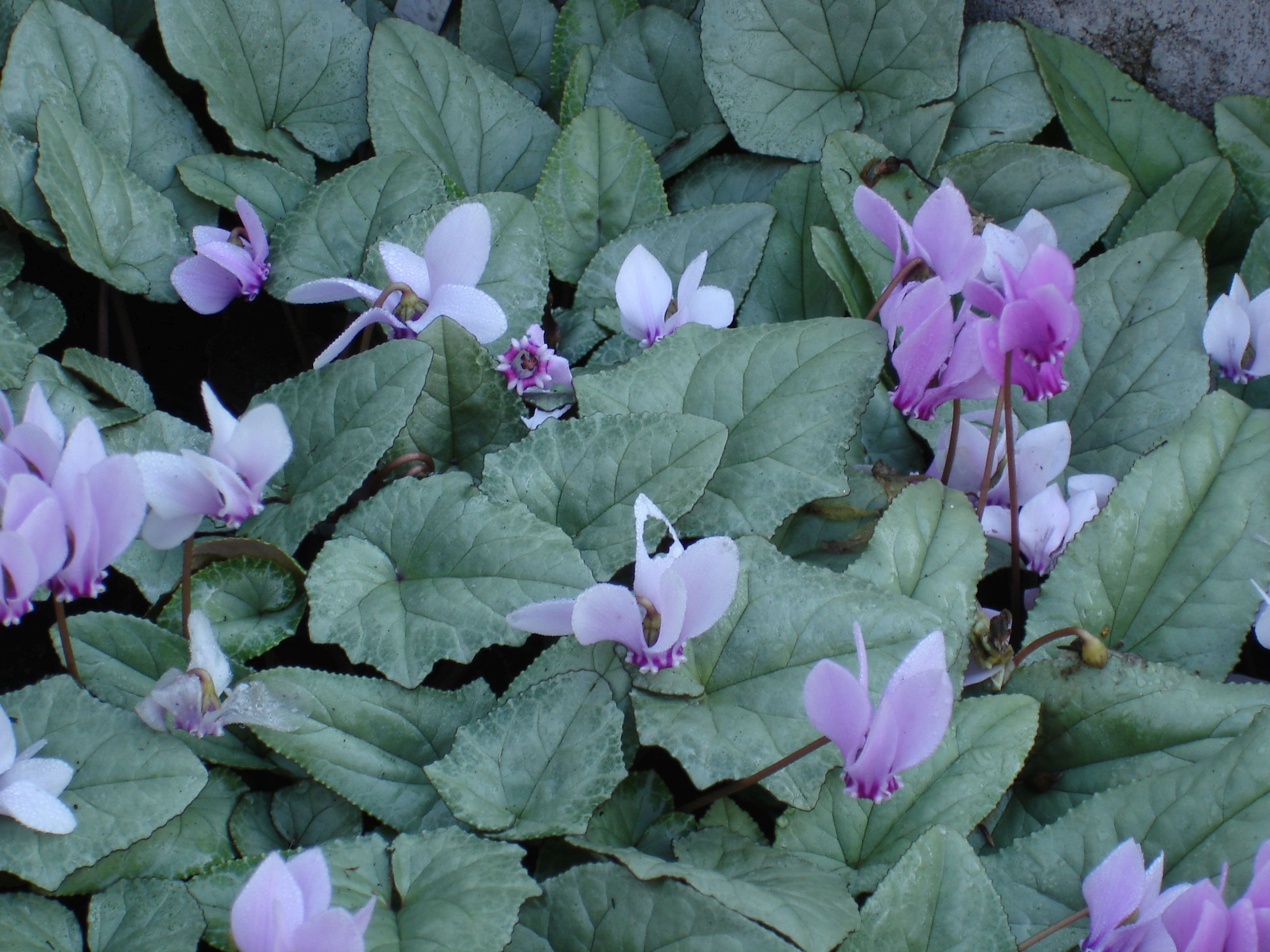C. hederifolium Silberblatt