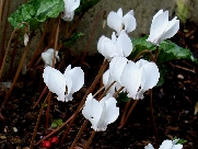 C. hederifolium albiflorum