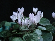 C. intaminatum