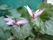 C. r. peloponnesiacum