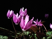 C. pseudibericum
