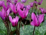 C. purpurascens