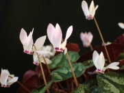 C. x wellensiekii