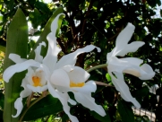 Coelogyne cristata