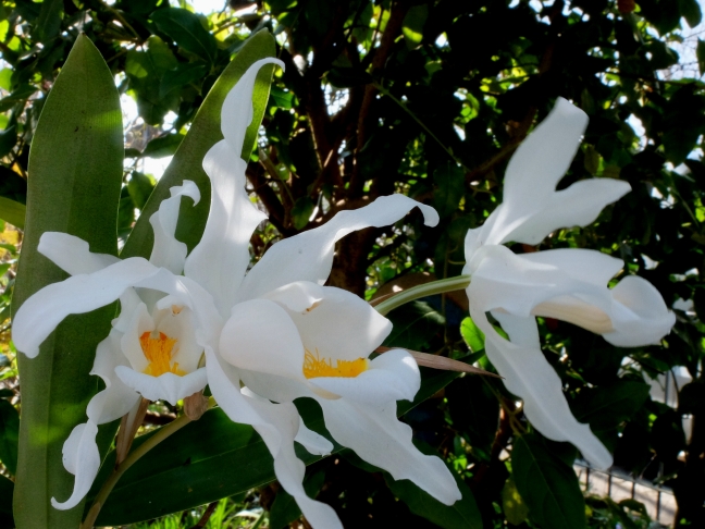 Coelogyne cristata+