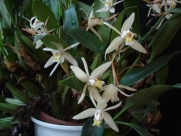 Coelogyne flaccida