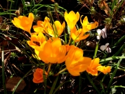 Crocus flavus-