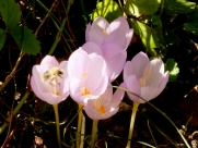 Crocus kotschyanus-
