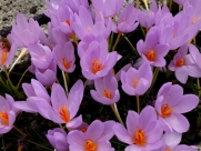 Crocus longiflorus-