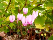 Cyclamen confusum-