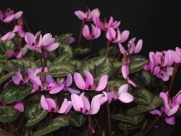Cyclamen elegans