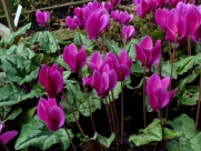 Cyclamen hederifolium Dunkle Auslese-