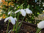 Galanthus peshmenii