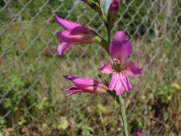 G. italicus