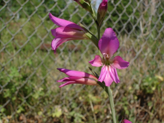 G.italicus