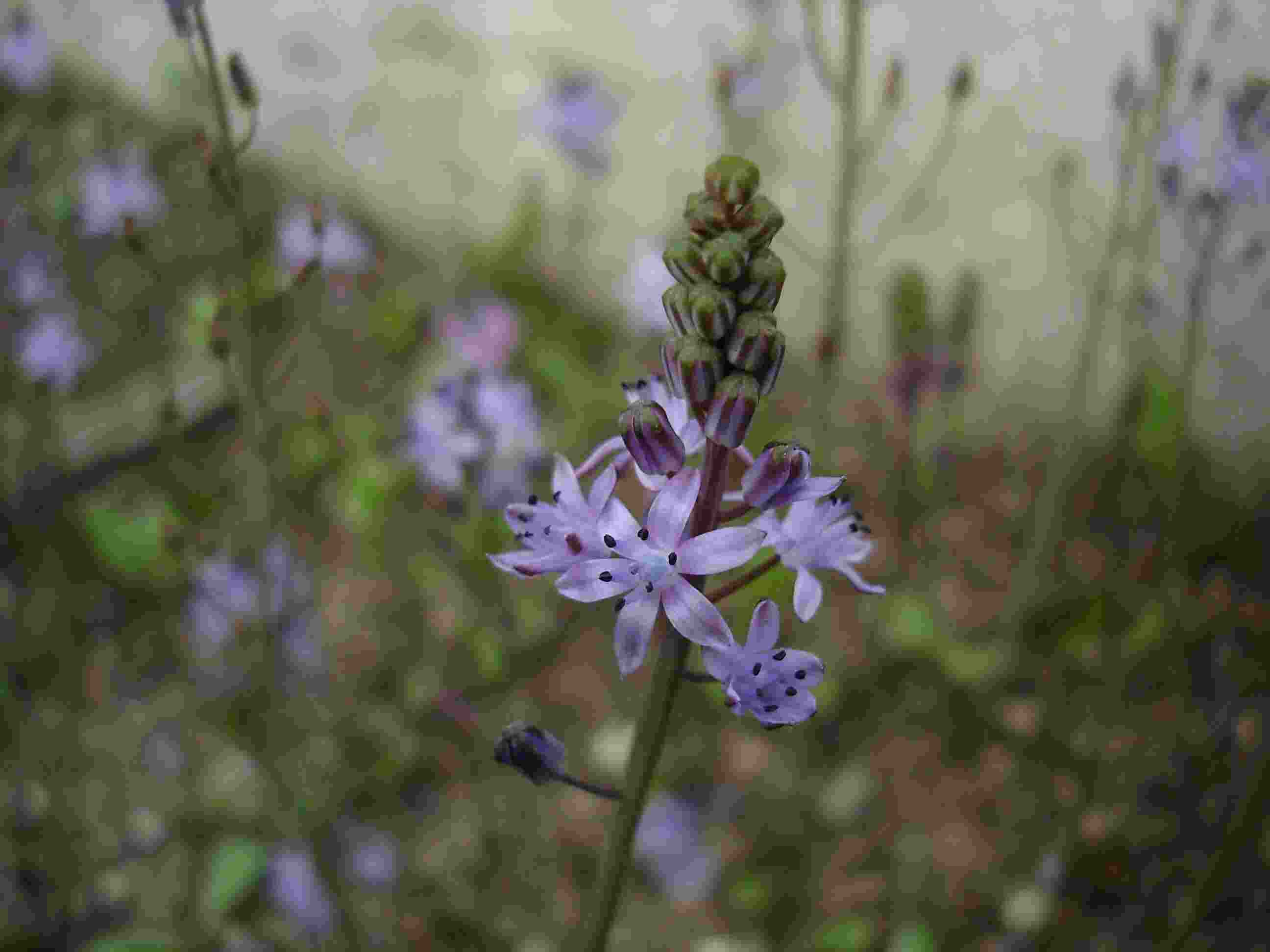 S. autumnalis