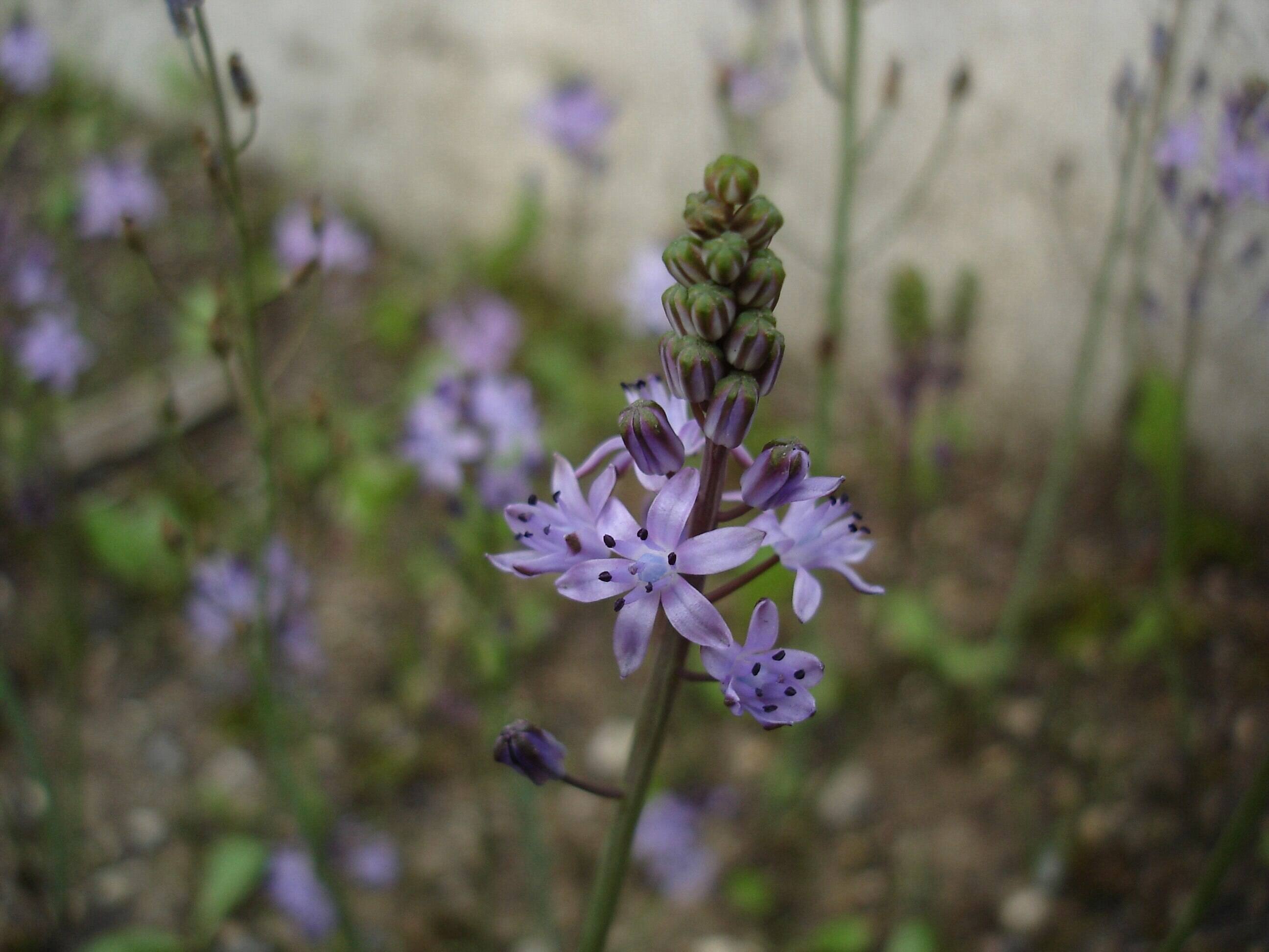 S. autumnalis