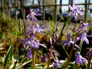 Scilla greilhuberii-