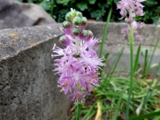 Scilla scilloides